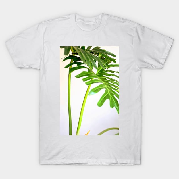 Soft Green Foliage on White Background T-Shirt by lexlagmay